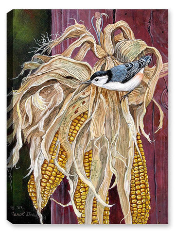 Autumn Nuthatch on Corn